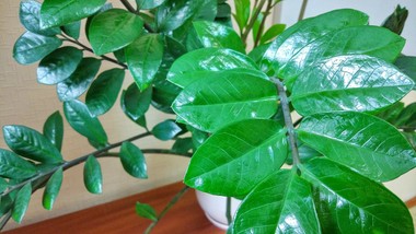 wsypuję jedną łyżeczkę i wlewam do doniczki. zamiokulkas od razu wypuszcza nowe pędy, a liście pojawiają się jeden po drugim domowy sposób kwiaty doniczkowe