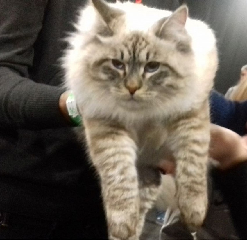 Trećeplasirani Bruno je miljenik publike