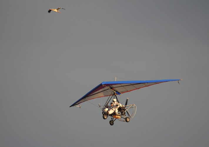 Ptaki lecą za motolotnią