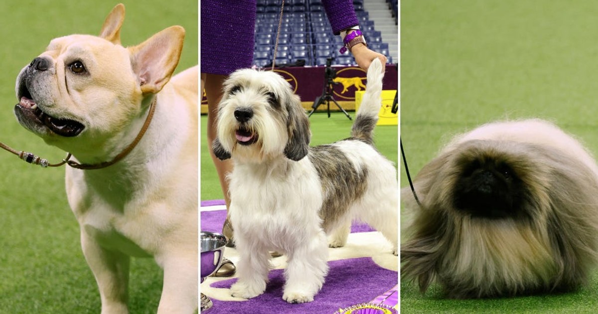 Stop everything you're doing and look at the dogs that just won