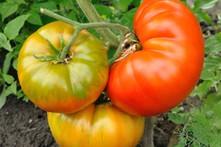 Tego jeszcze nie było. W Europie chcą wytwarzać paliwo lotnicze z odpadów po pomidorach