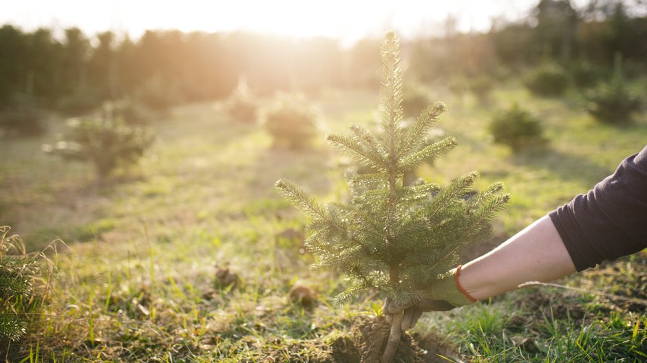 Zadrzewienia mają wpływ na kształtowanie lokalnego klimatu - tibor13/stock.adobe.com