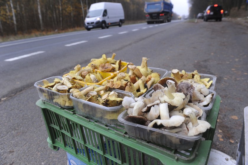 Lasy są pełne grzybów nawet późną jesienią