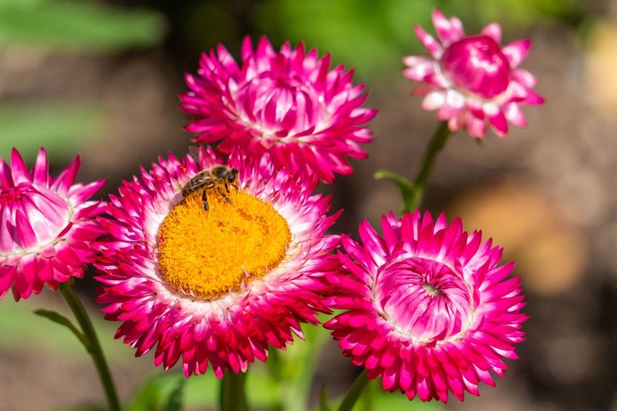 Kocanki ogrodowe ’Sunbrella Pink’