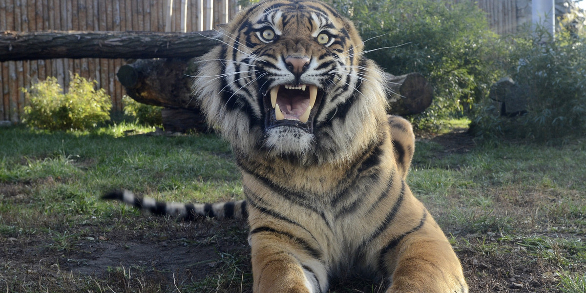 Tygrys zaatakował pracownice ZOO