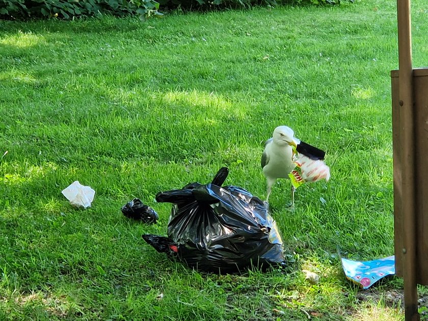 Wiemy skąd tyle śmieci pojawiło się nagle w Kołobrzegu. Dacie wiarę?