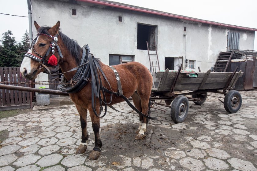 Zmarł ostatni furman na Śląsku