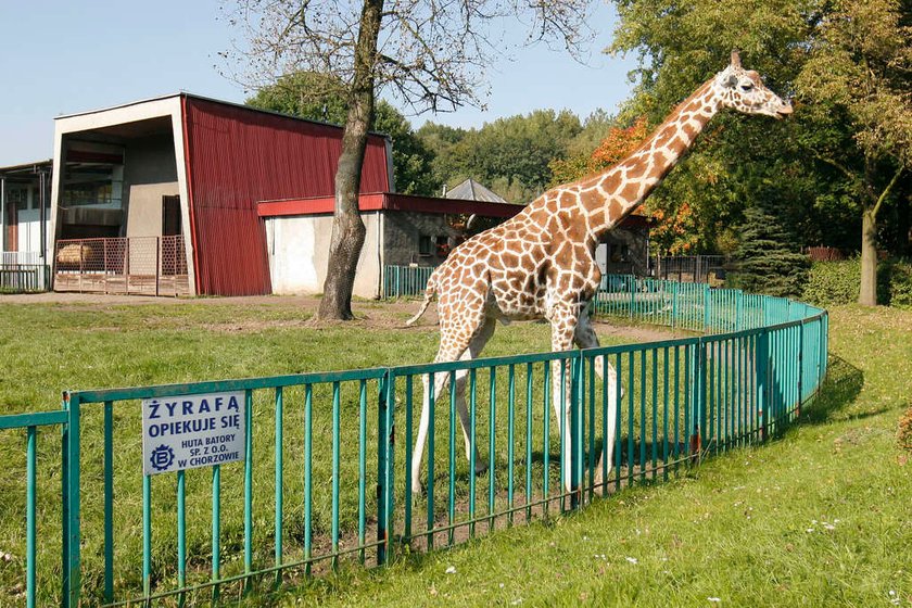 UWAGA! Oto najgorsze polskie zoo. Higiena woła o pomstę do nieba!