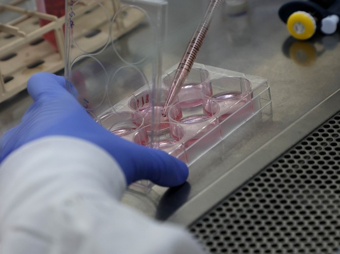Naučnici stvorili embrion bez jajne celije i spermatozoida