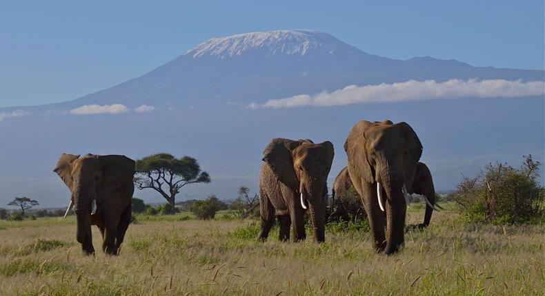 Elephants in Amboseli National Park, Kenya, 2016. Mount Kilimanjaro is in the background. (Photo by Richard Blanshard/Getty Images)