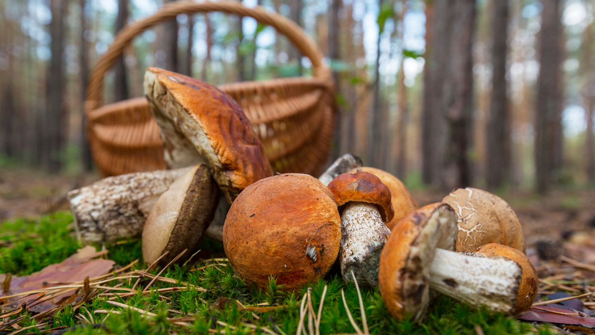 Grzyby w Polsce można zbierać w zasadzie bez ograniczeń, gdy tymczasem w Niemczech z lasu można wynieść jedynie 2 kg dziennie. W Holandii można zebrać niewielką ilość grzybów na własny użytek, ale jedynie w lasach należących do państwa. We Włoszech za brak przewiewnego koszyka grożą surowe kary.