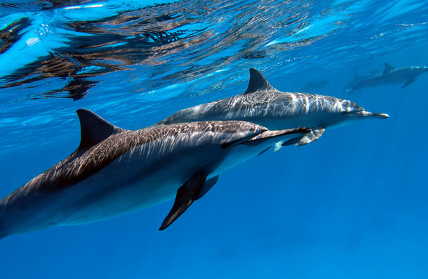 Delfiny butlonose mają zdolność wykrywania słabych pól elektrycznych / zdjęcie ilustracyjne