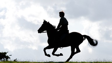 "Czas wojny": koń, który poszedł na wojnę