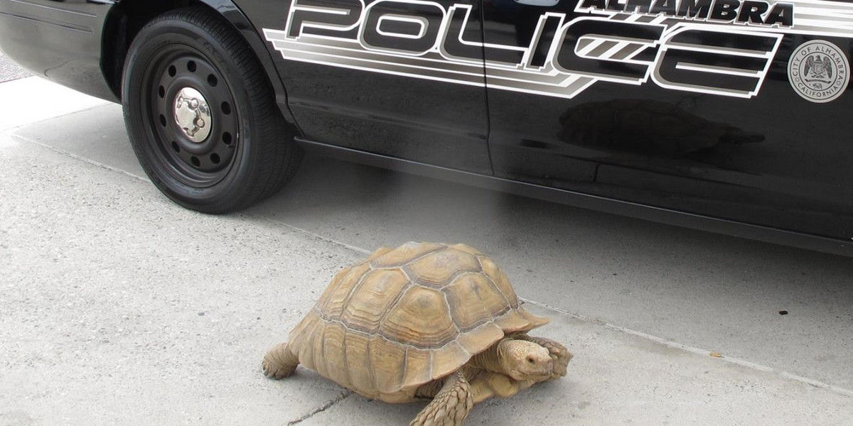 Szalony pościg policji za żółwiem