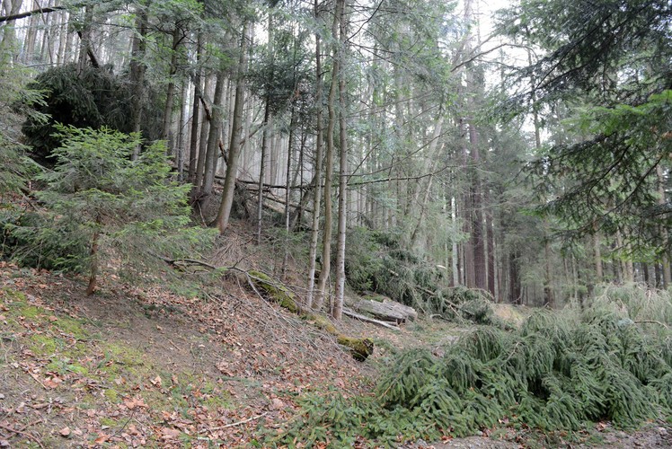 Skutki wichury w okolicach Zakopanego