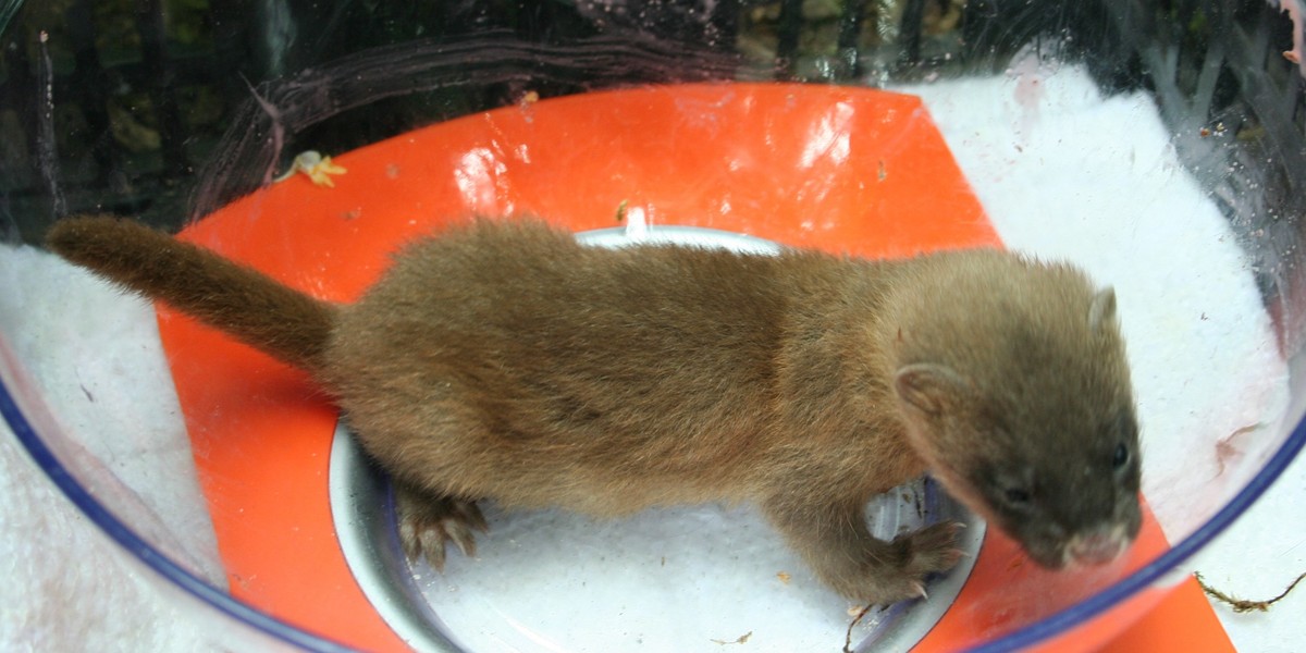 Łasice syberyjskie urodziły się w poznańskim zoo