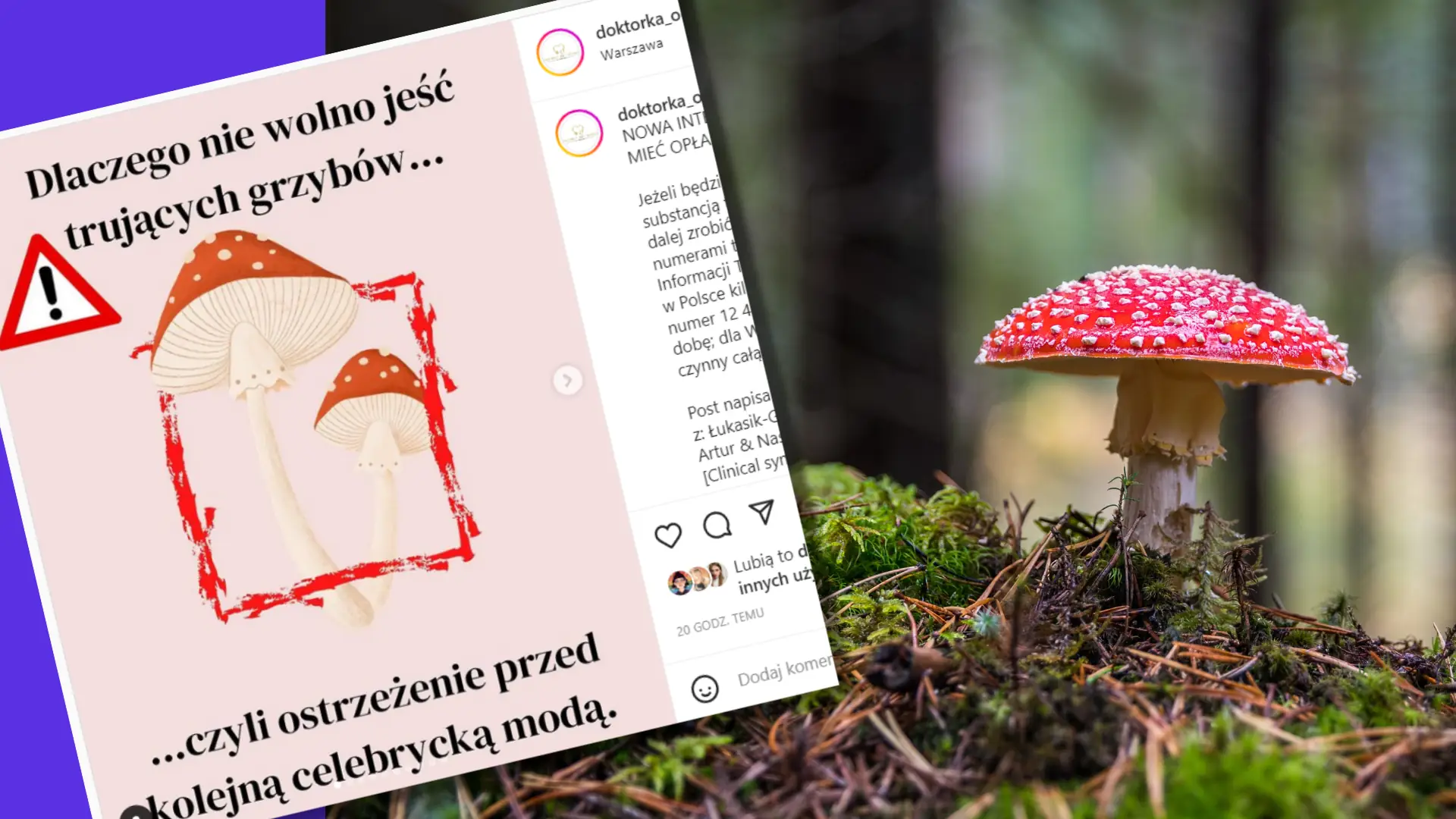 Influencerki zachwalają jedzenie muchomorów. "Będą opłakane konsekwencje" — alarmuje lekarka