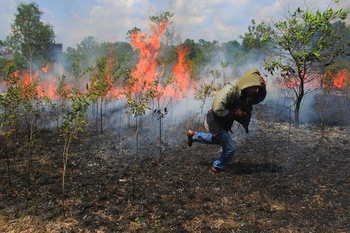 Niszczenie lasów tropikalnych pod uprawy oleju palmowego