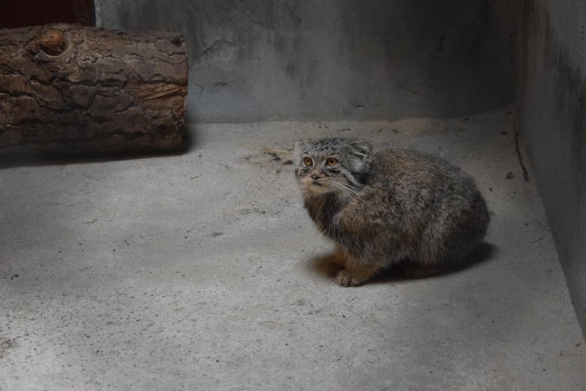 Manul ucienikier wrócił do poznańskiego zoo