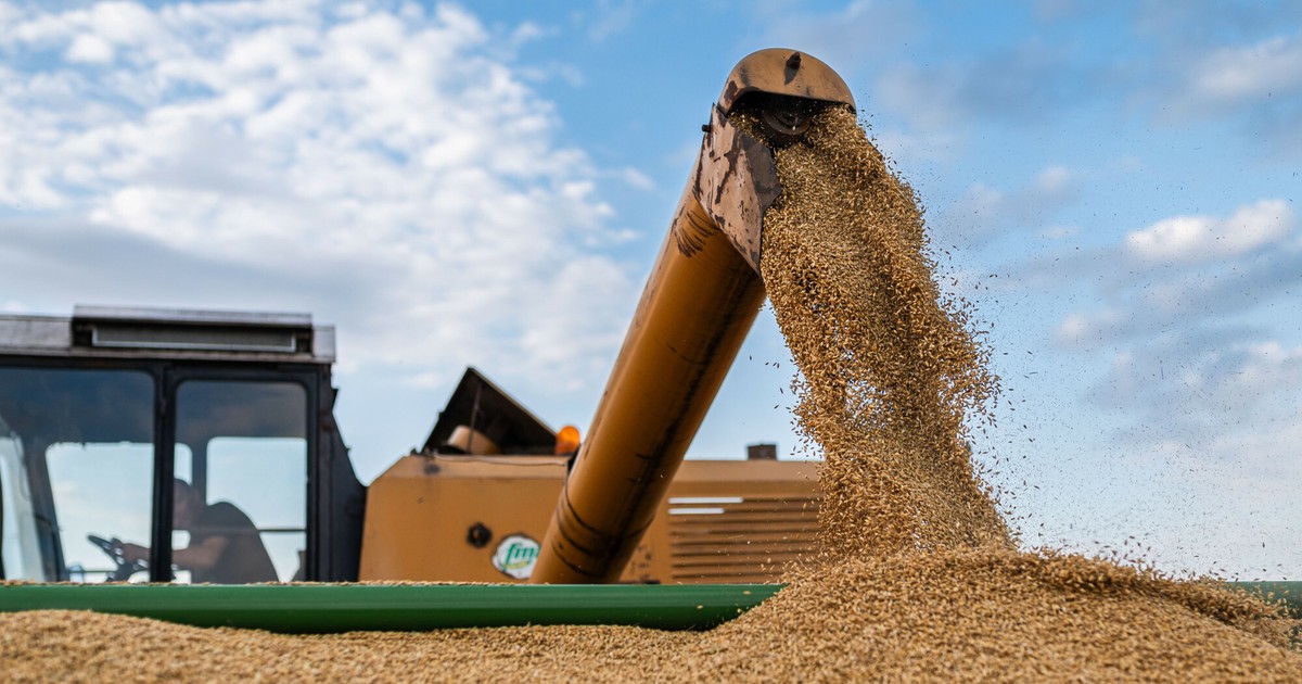 Grano ucraniano.  Polonia y Eslovaquia quieren extender la prohibición, a pesar de la decisión de Rusia