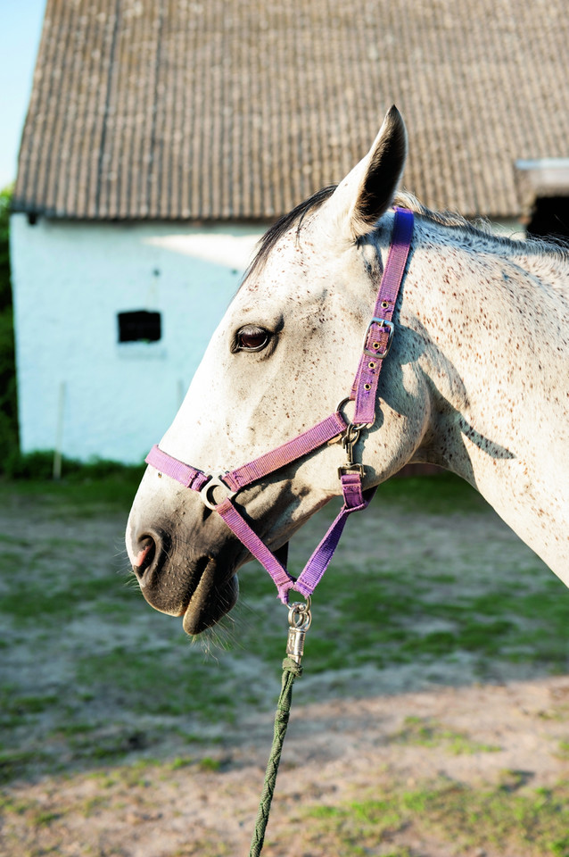 Galop na łące, kłus leśnymi przecinkami