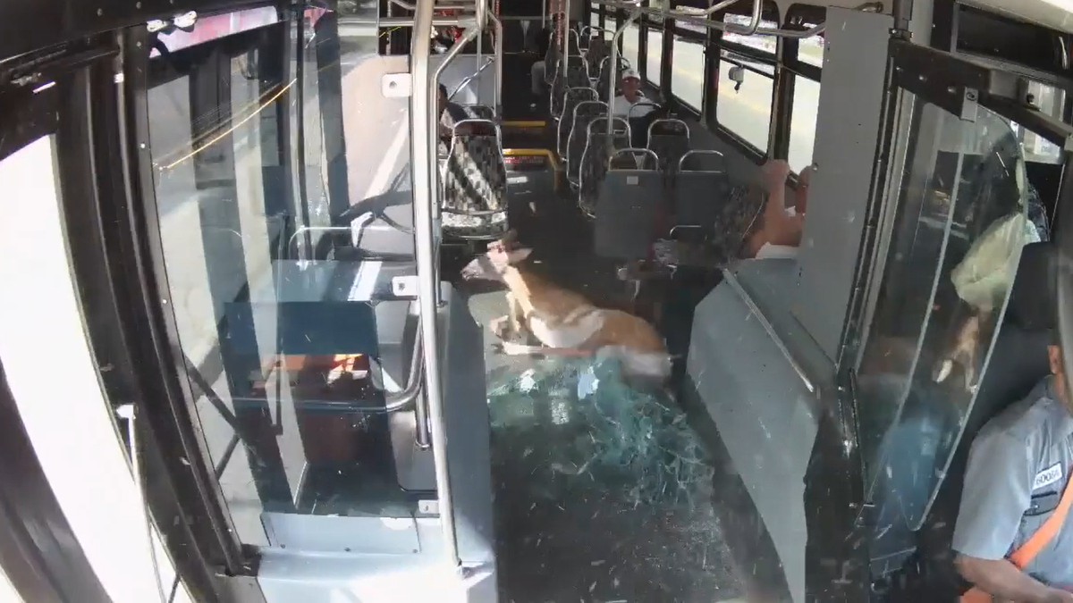 Sokkoló baleset: szarvas zuhant át egy busz szélvédőjén – videó