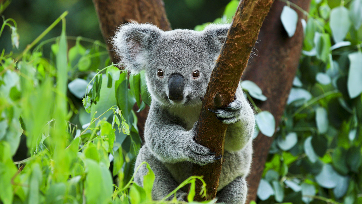 Australia. Koale ze wschodniego wybrzeża mogą być zagrożone wyginięciem