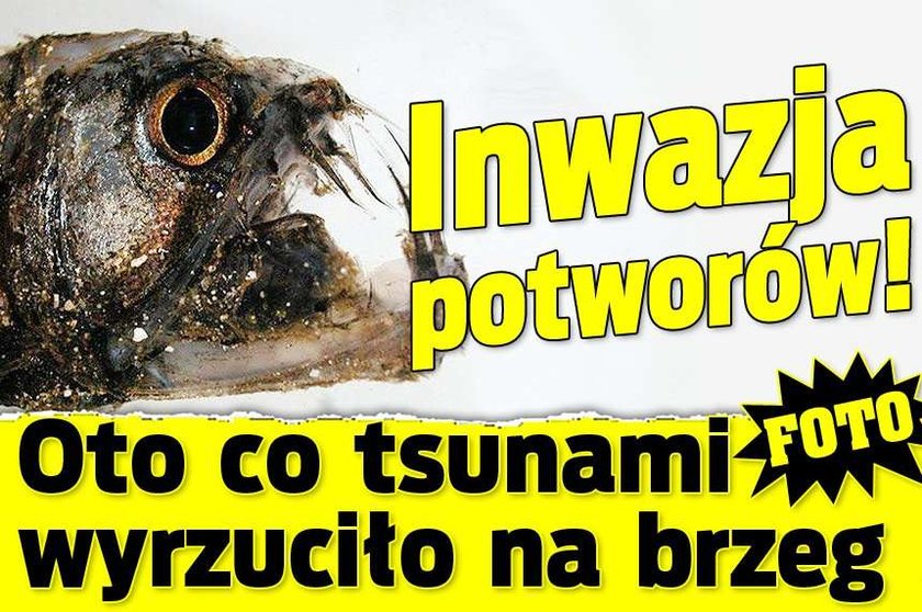 Inwazja potworów! Oto co tsunami wyrzuciło na brzeg. FOTO