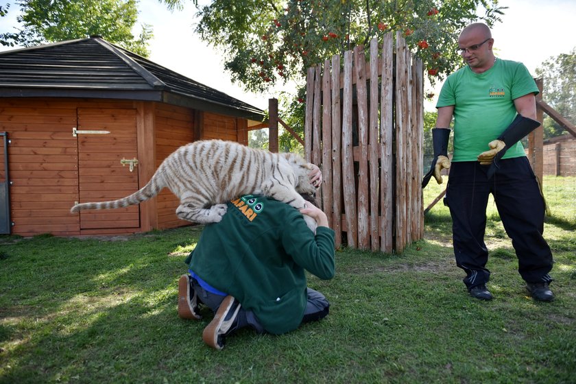 Szczepienie tygrysów w zoo w Borysewie