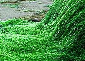 alga-d00001262c516d3fdcc99
