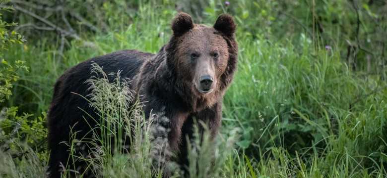 Jak się zachować, gdy spotkasz niedźwiedzia? Krążą błędne rady. "Nie zdejmuj plecaka"