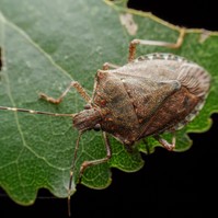 Unja, hogy minden ősszel ellepik a lakást a büdösbogarak? Így állíthatja meg a poloskákat!