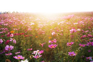 Czy Park ma prawo do odliczenia podatku VAT od towarów i usług, które zostały zakupione w związku z realizacją projektu ochrony środowiska?
