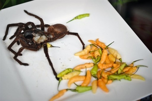 VENEZUELA - GASTRONOMY - MENDEZ - SPIDER