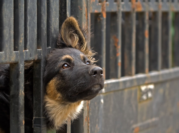 Koniec z trzymaniem psów na łańcuchu? Jest obywatelski projekt ustawy
