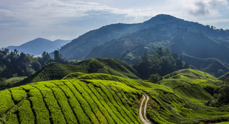 Tea farm in Taraba [Steemit]