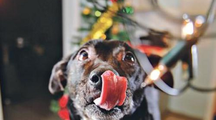 Karácsonyi égősort evett meg a kutya