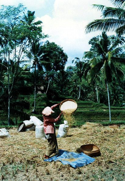 Galeria Indonezja - Bali - wyspa bóstw i demonów, obrazek 4