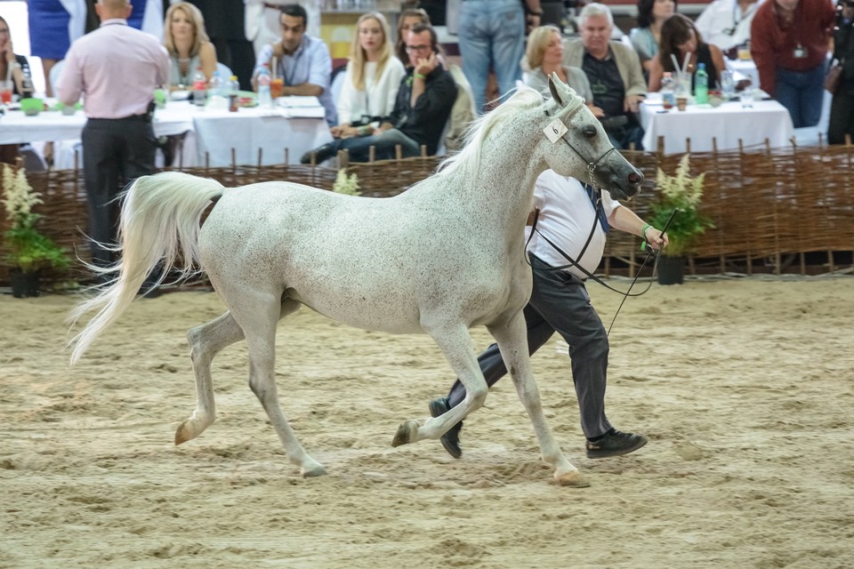 Dni konia arabskiego w Janowie Podlaskim