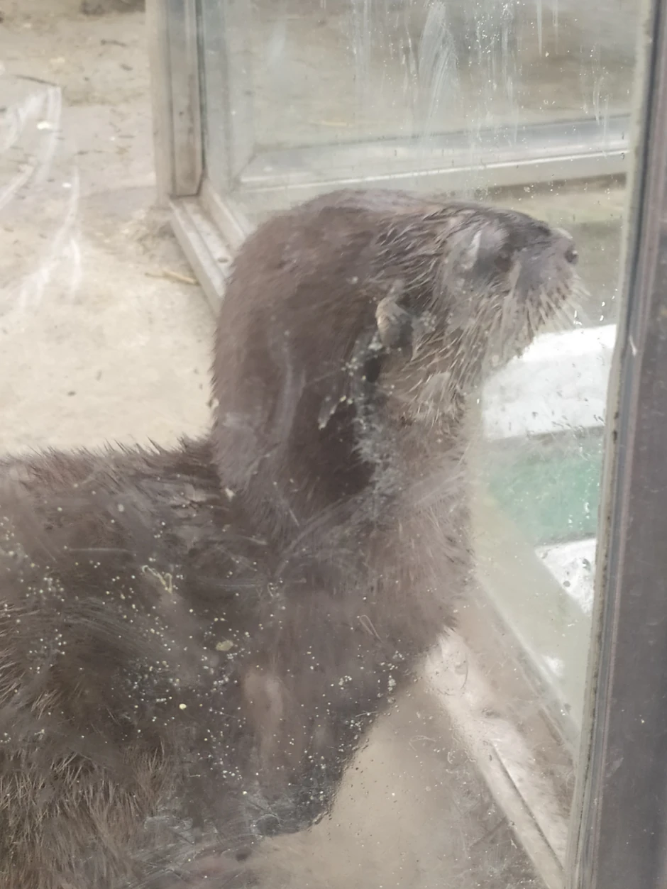 Vidre u Beo zoo vrtu