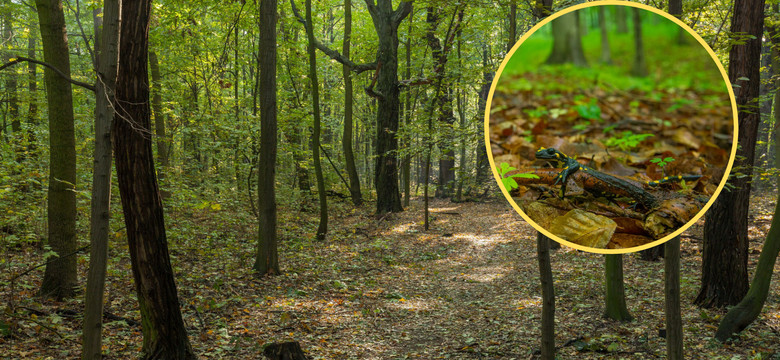 Nagle pojawiły się w polskich lasach. Leśnicy ostrzegają: nie bierz ich do rąk!