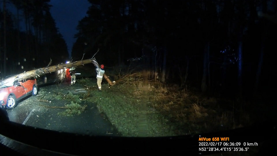 W miejscowości Kalsko nad ranem drzewo runęło na przejeżdżający pojazd. Zginął kierowca pojazdu osobowego