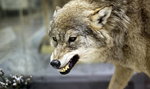 W Bieszczadach wilk pogryzł dzieci
