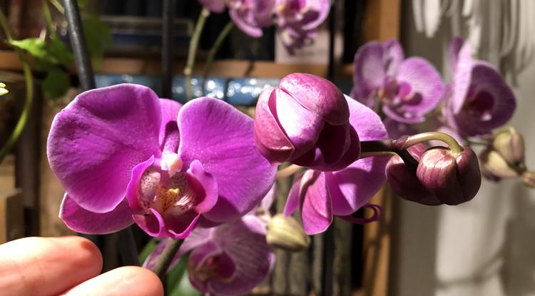 Majdnem elpusztultak, de most virágba borultak az orchideák! Fotó: Ringier