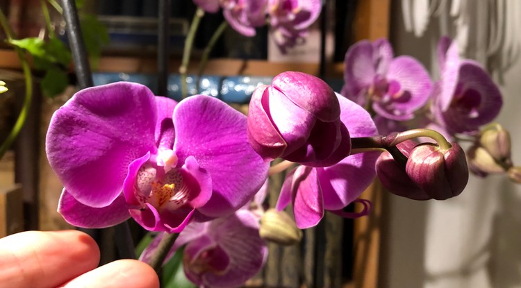 Majdnem elpusztultak, de most virágba borultak az orchideák! Fotó: Ringier