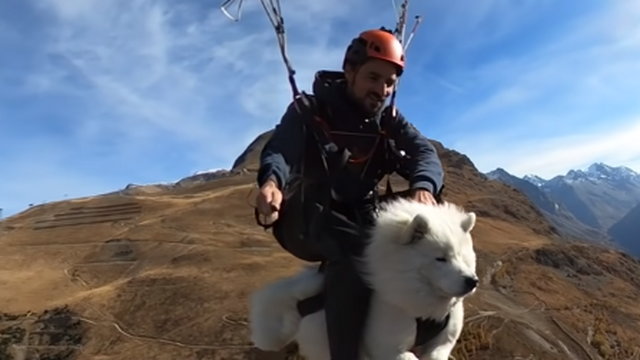 Napi cuki: siklóernyőző kutya az Alpok felett - Videó