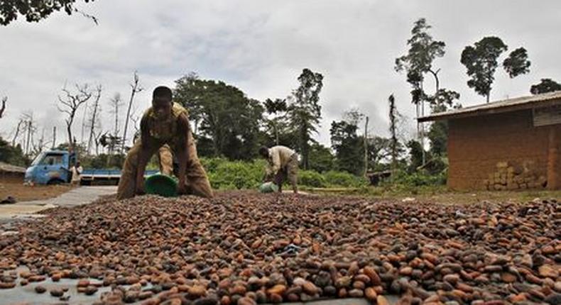 Ivorian cocoa arrivals reach 1,766,000 T Sept. 27-exporters