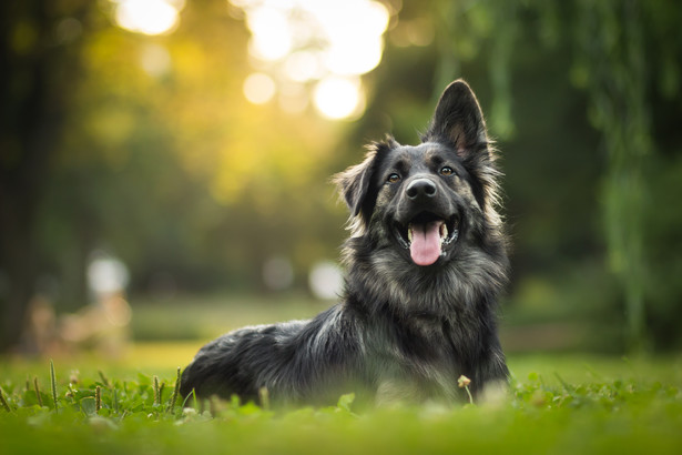 DNA psów pozyskane ze śliny zostanie przekazane do lokalnej bazy danych