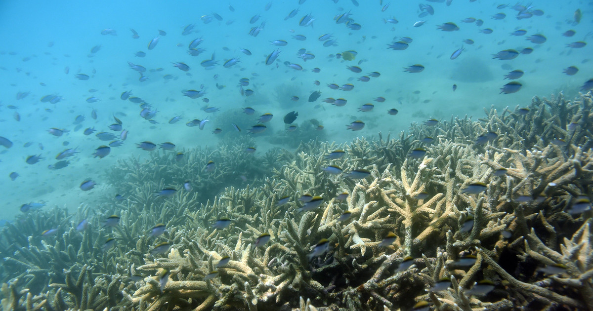 Scientists warn of bleaching of the Great Barrier Reef.  The problem is water