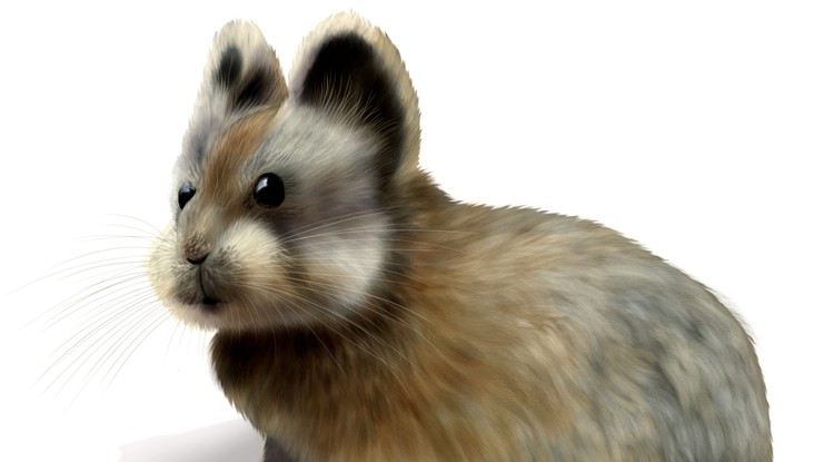 Ili pika